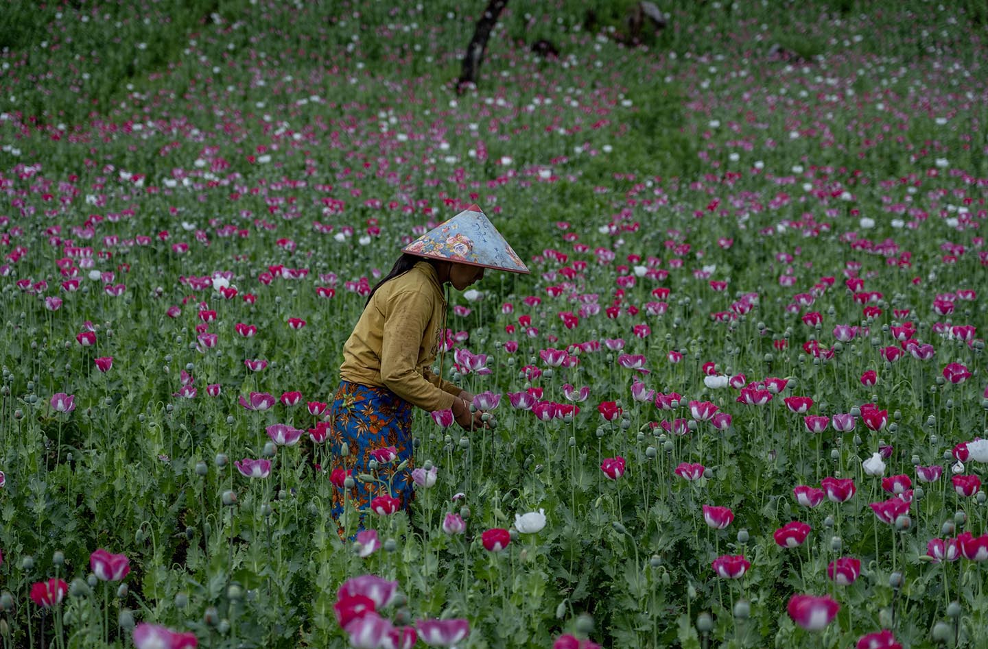 Woman harvesting poppies in a field